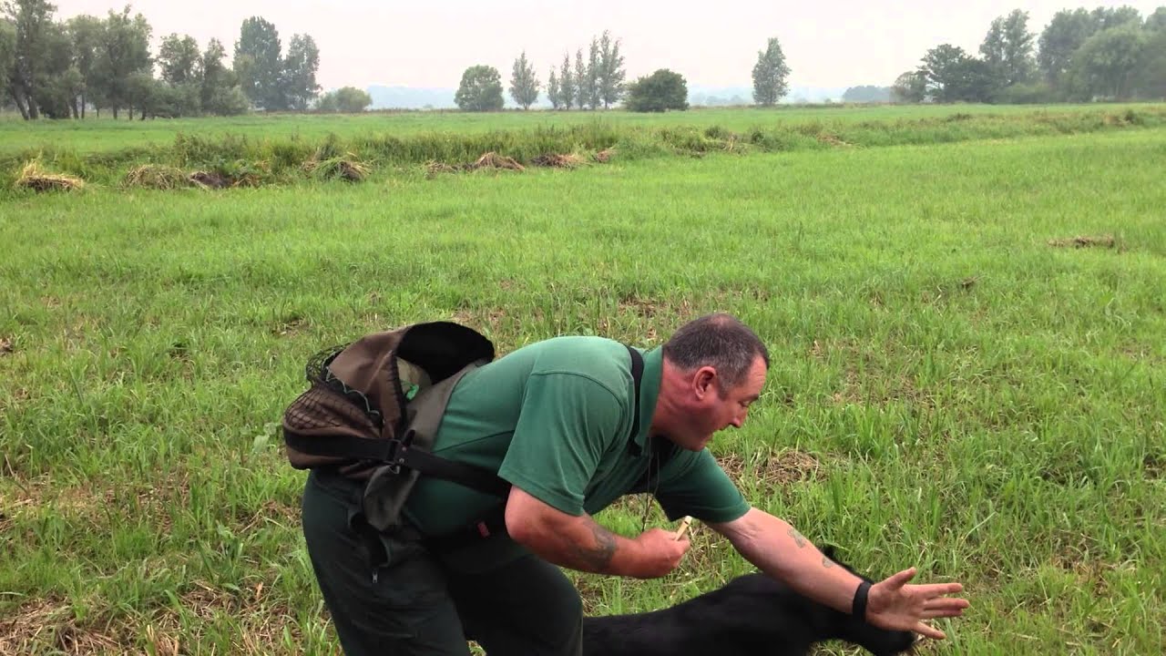 Gundog training a blind retrieve YouTube