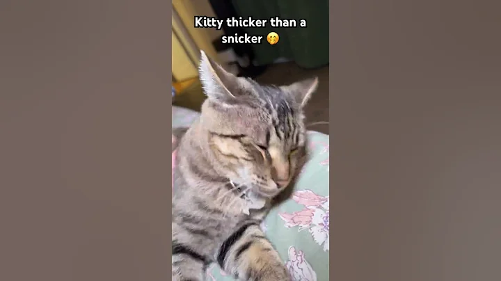 Watch the video about Kitty thicker than a snicker 🤭