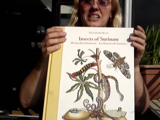 INSECTS OF SURINAM: The Life Story Of A Butterfly - YouTube