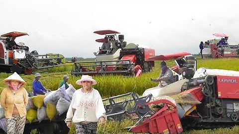 hai máy 130 trung quốc cắt lúa đồng sốc chiếc lúa ô em công 800K giá lúa 5800₫K # maibangtv 