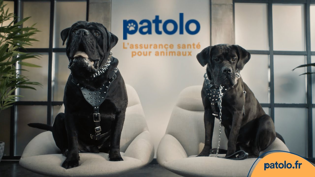 patolo, l'assurance pour chiens et chats