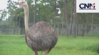 Ostrich Walking Near Me