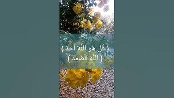 سورة الاخلاص كاملة مكتوبة القارئ هزاع البلوشي.