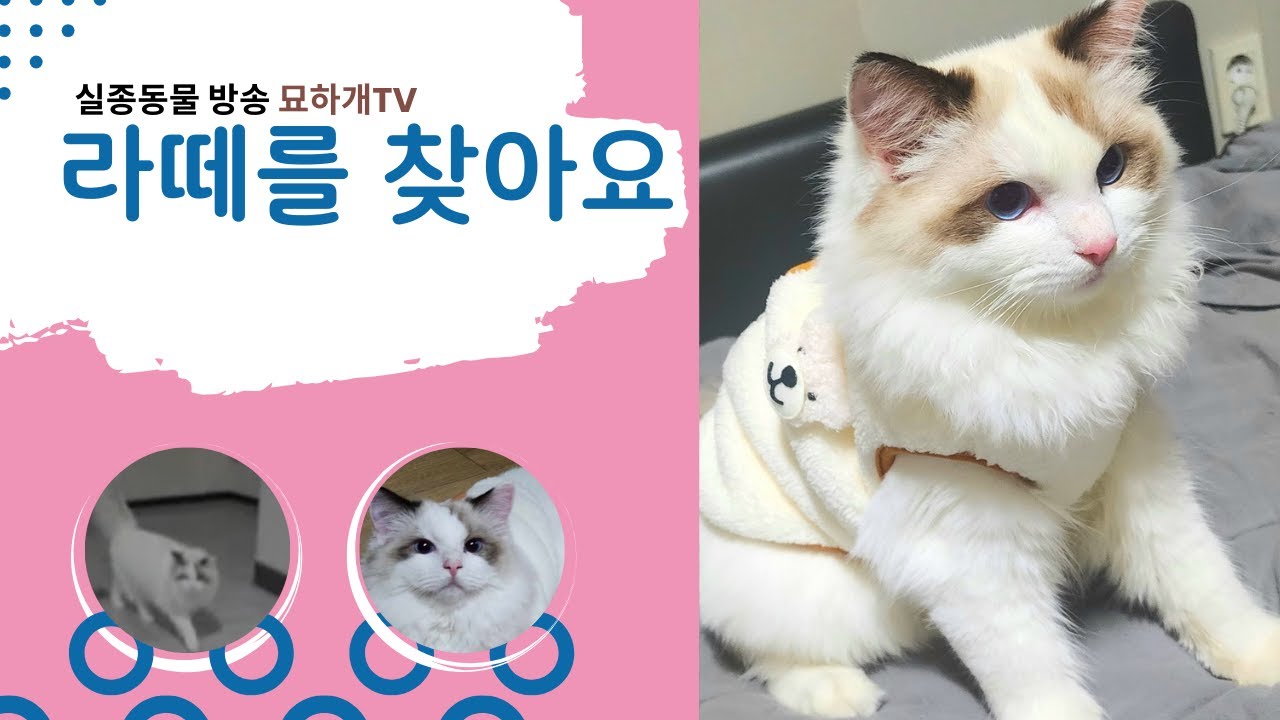 [실종동물방송] 랙돌 라떼를 찾습니다!