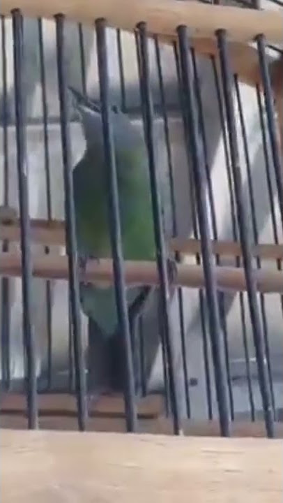 Cucak Cungkok betina nembak tajam speed rapat #shorts