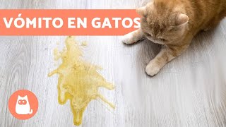 ¿Por qué mi GATO VOMITA?  8 CAUSAS más comunes