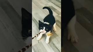 Laugh-Out-Loud Cat Adventures -Funny Cat Moments 2024 #11😻🐶