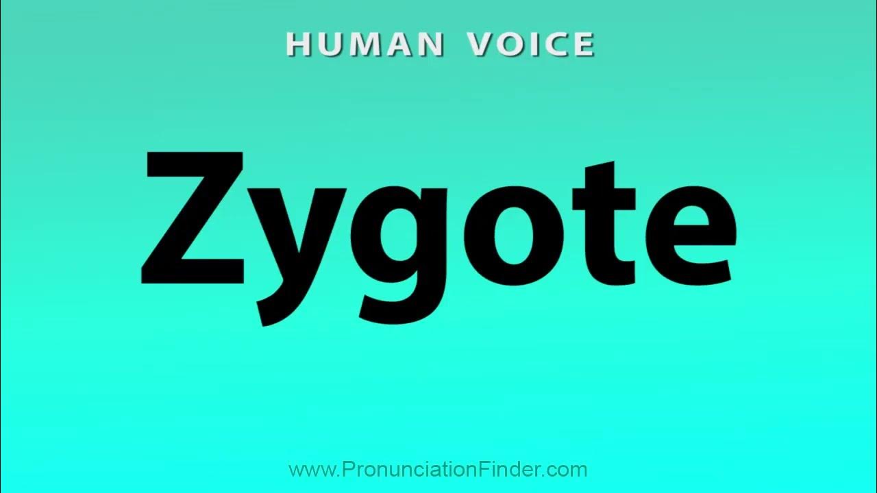 How To Pronounce Zygote YouTube