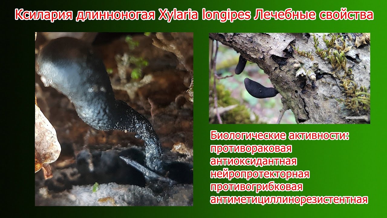Ксилария длинноногая Xylaria longipes Лечебные свойства