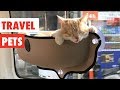 Travel Pets | Funny Pet Videos Compilation 2017