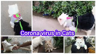 Corona Virus in Cats | hm Togo se pyar nhi krte | uff itna gusa Kon krta hy