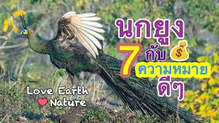 7 ความหมายดีๆ ของนกยูง 7 POSITIVE MEANING ASSOCIATED WITH PEAFOWLS