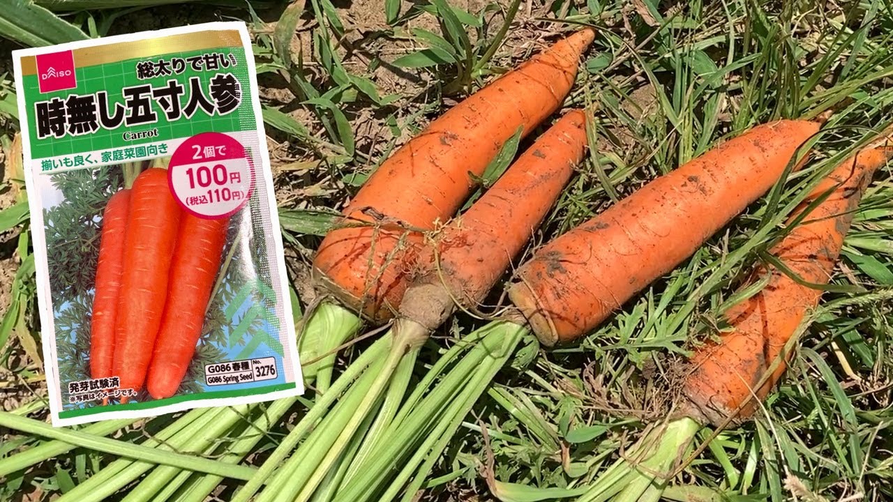 【ニンジン栽培】種まき～収穫まで！ダイソーの種で五寸人参を育ててみた【家庭菜園｜成長記録103日間｜にんじん】