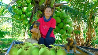 Harvesting Coconut Goes To Market Sell - Take Care Of The Garden And Bathe The Dogs