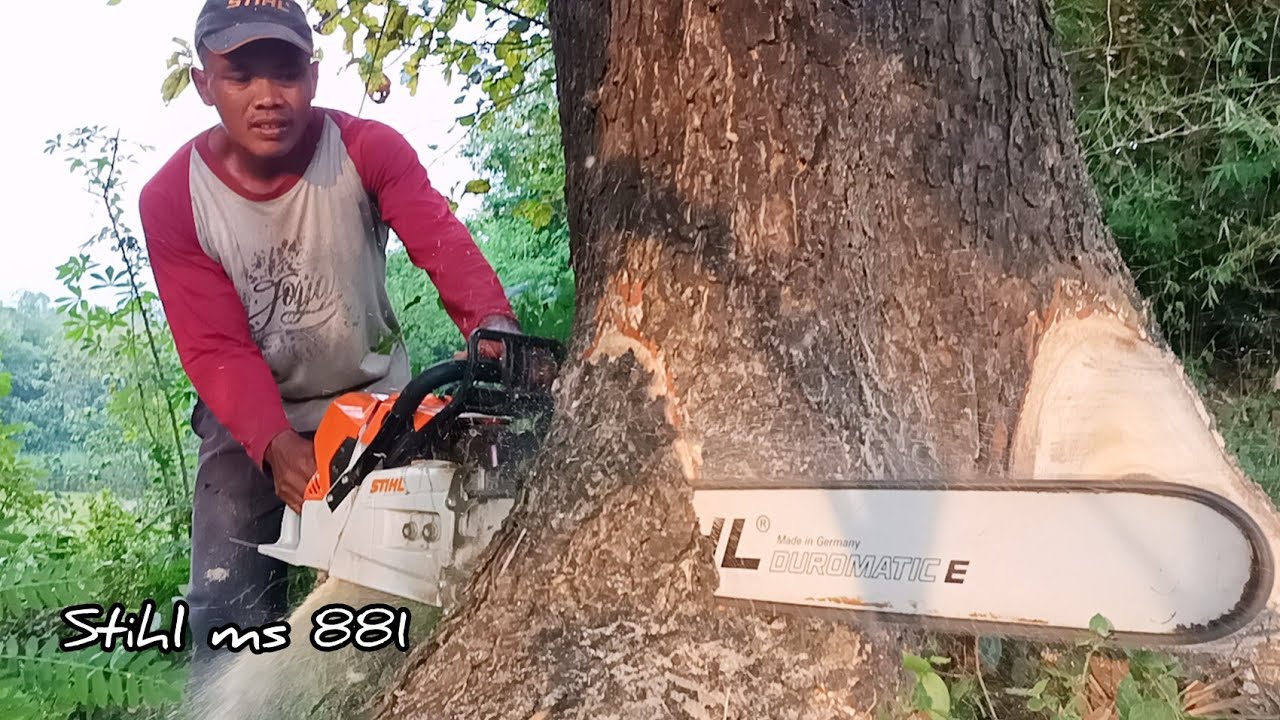 Strongest STIHL chainsaw !! Stihl ms 881, Cut down trembesi tree. - YouTube