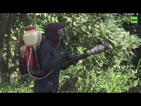 Locusts invade Kenya's bread basket region