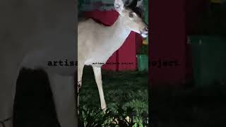 mama deer with baby deer out for a night snack!: #friday may 1, 2026 8:26pm #nature #shorts #video