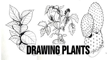 Construction Plants and Leaves - Draw a Box Lesson 3 Review