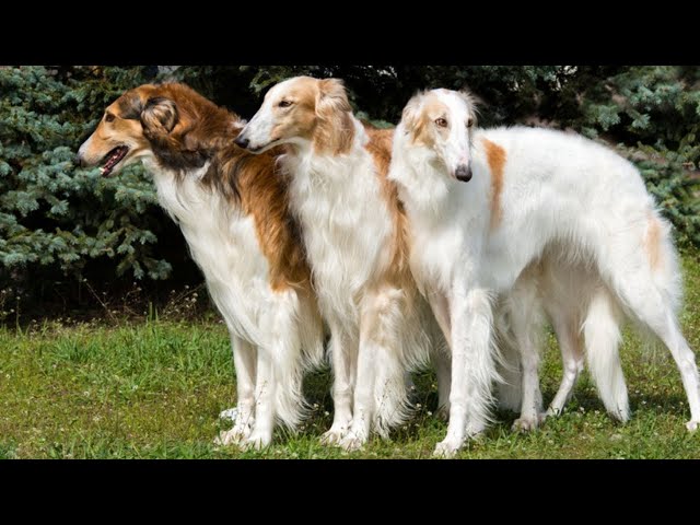 10 Elegant Facts About The Borzoi Dog (Russian Wolfhound) - Youtube