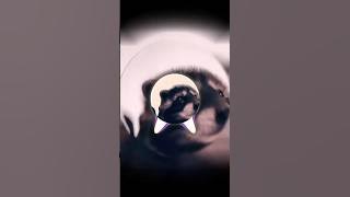 PEDRO PEDRO Ringtone full version on Anytunz.com nowwww