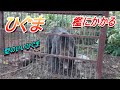 ヒグマ檻にかかる【有害鳥獣駆除】