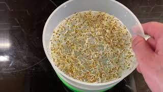 How To Grow #SPROUTS In Your Kitchen!