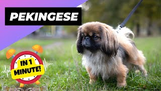 Pekingese  In 1 Minute!  One Of The Laziest Dog Breeds In The World | 1 Minute Animals