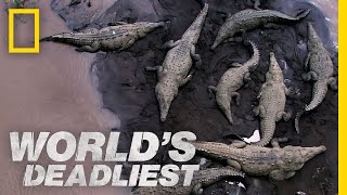 Couch Potato Croc | World's Deadliest