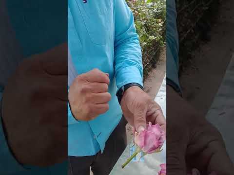 Video: Tratamiento de la botritis en rosas