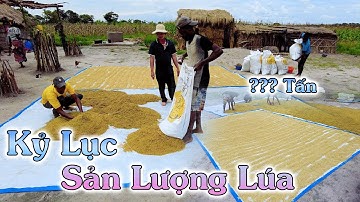 Linh Philip || Bà Con Ngỡ Ngàng Trước Số Lượng Lúa Khổng Lồ Được Thu Hoạch Khi Gặt Xong Vài Mảnh Nhỏ