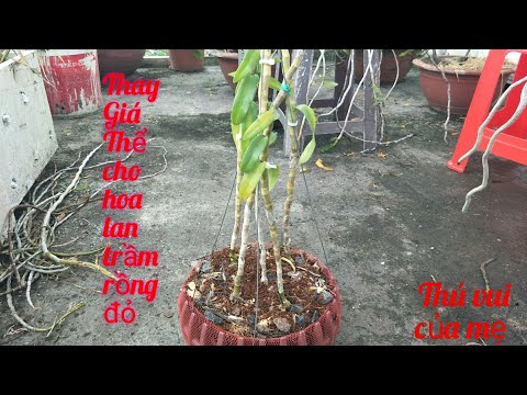 Thay Giá Thể,(Sang Chậu) cho Hoa lan Trầm Rồng Đỏ ( Change the pot of orchid) | Foci