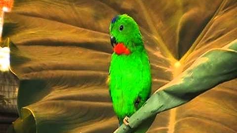 blue crowned hanging parrot sings