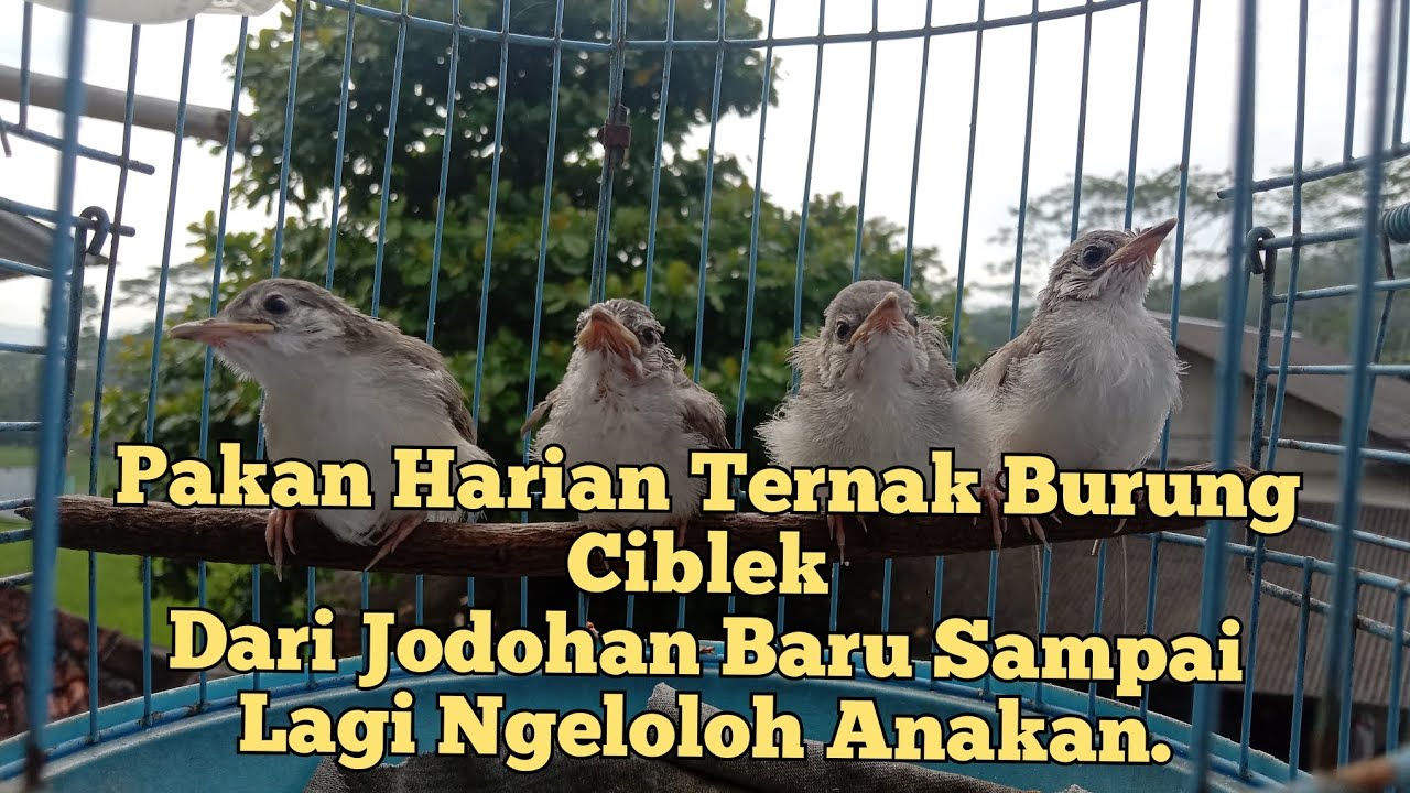 Tenak Ciblek kristal Simpel Dan Gak ribet,Setingan pakan agar ciblek cepat berproduksi.