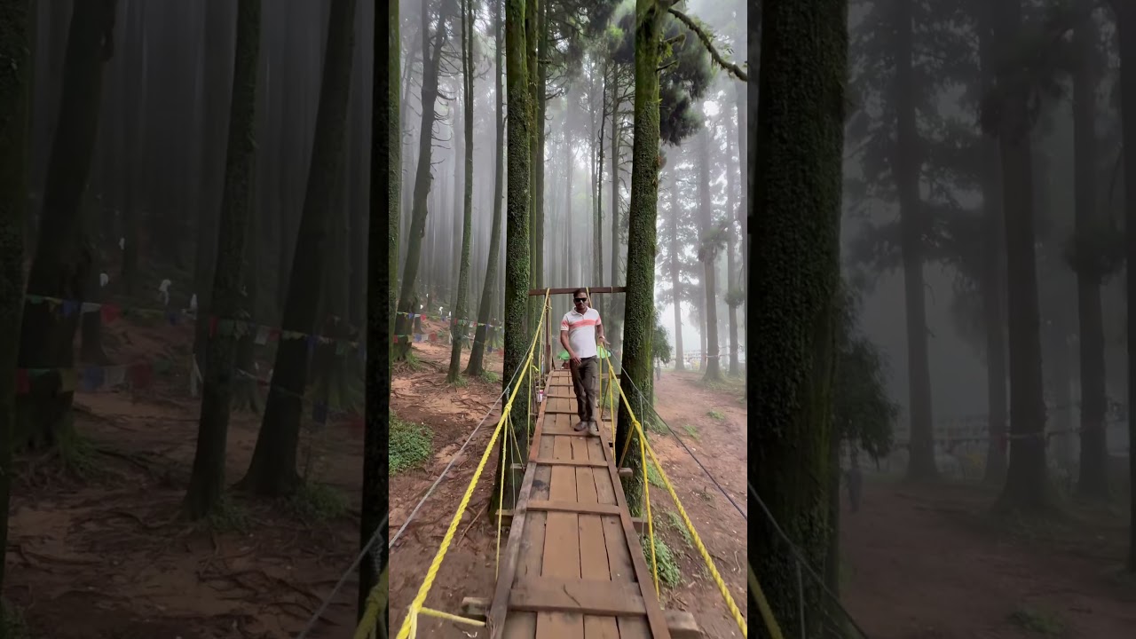 Darjeeling pine forest..⛰️🌲 