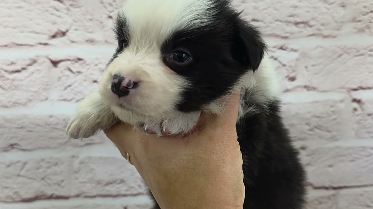 ボーダーコリー ♂D 260118生 260218撮影 - YouTube