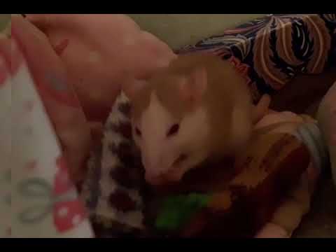 Моя любимая крыса