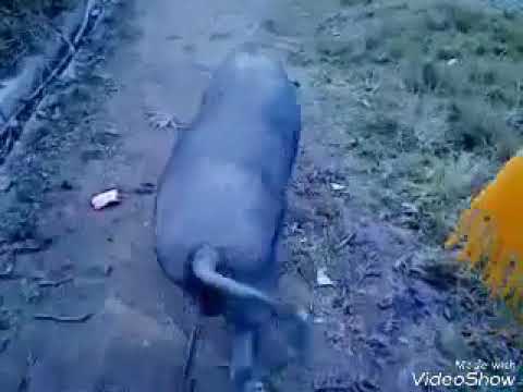 Santile Video