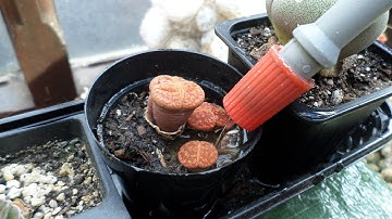 How and when to water Lithops - Living stones