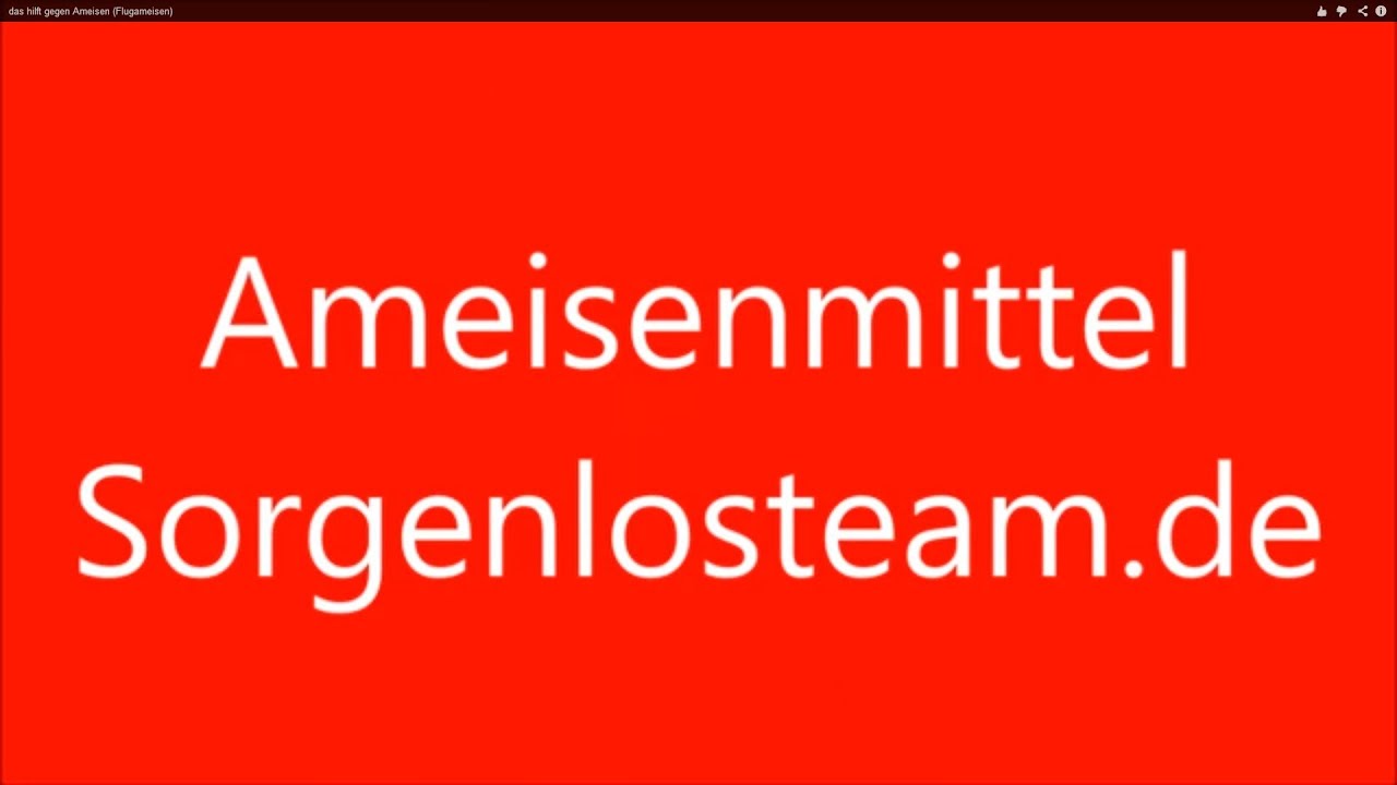 das hilft gegen Ameisen (Flugameisen) - YouTube das hilft gegen Ameisen (Flugameisen) - YouTube