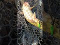 This is not the fish that I was looking to catch, but it sure was a fun fight in the current. ￼