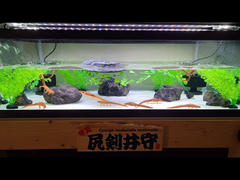 トモ【イモリウム】 - YouTube