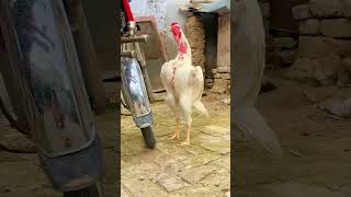 #shamo #chicken #champion #birds #roosterfarm #subscribe #viral #viralvideo #views