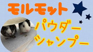 【モルモット】パウダーシャンプーしてみた