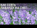 Как сеять лаванду на снег