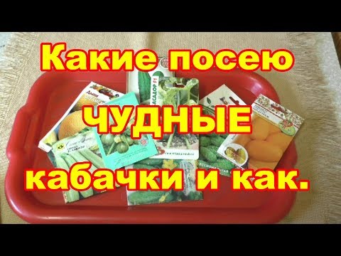 Эти чУднЫе кабачки посею пораньше, обзор,