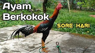 Suara Ayam Berkokok di Sore Hari