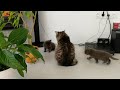 РЕАКЦИЯ КОТА НА КОТЯТ Знакомство С Котятами REACTION OF THE CAT TO THE KITTENS