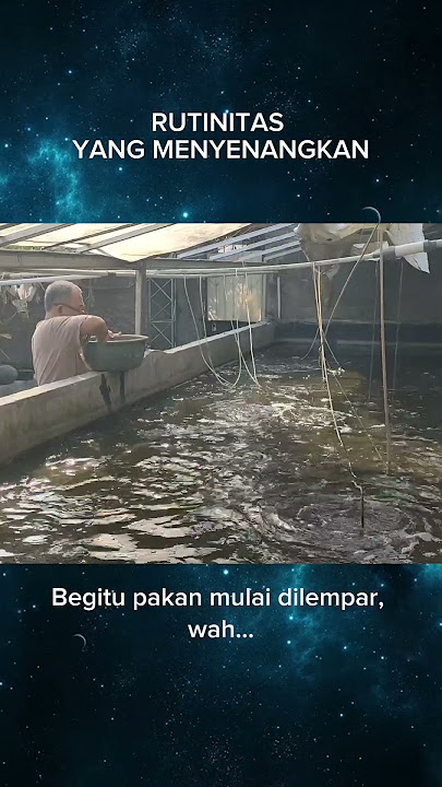 Rutinitas yang menyenangkan, Maraban ikan nila #gusrinachannel