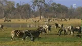 Documentaire Français La Savane Africaine (Complet)