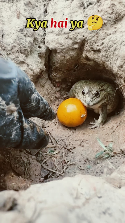 🙄🤭 frog jedor #shorts #shortsfeed #shortsvideo #viralvideo #fyp #viralshorts